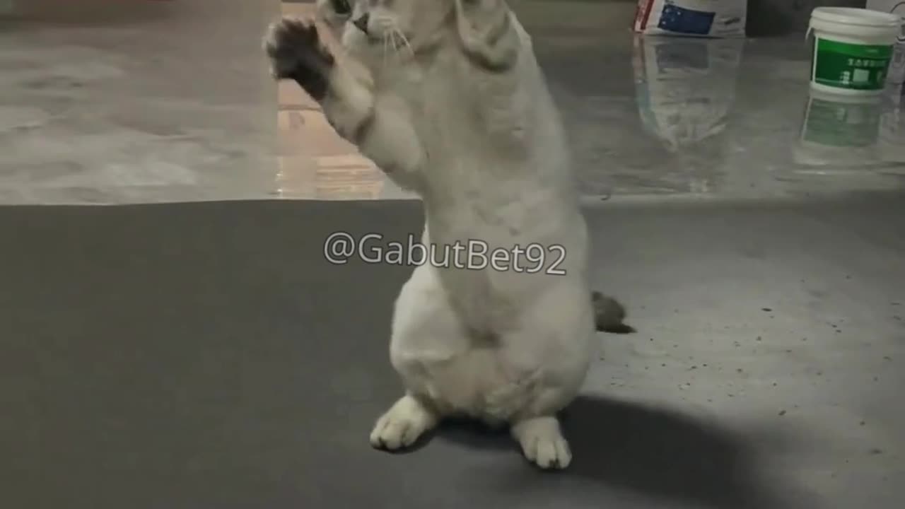 funny cat