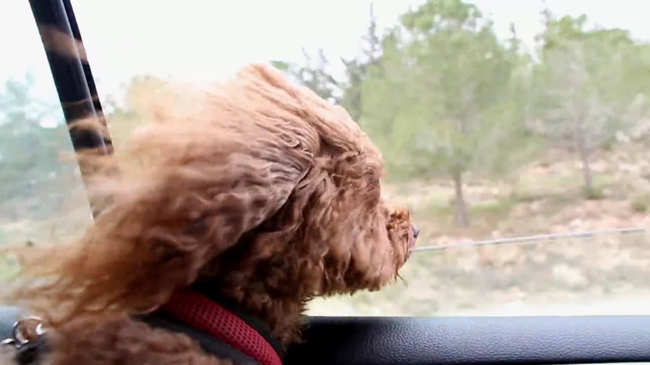 Dog Comedy Chaos | Pawfect LOLs #7