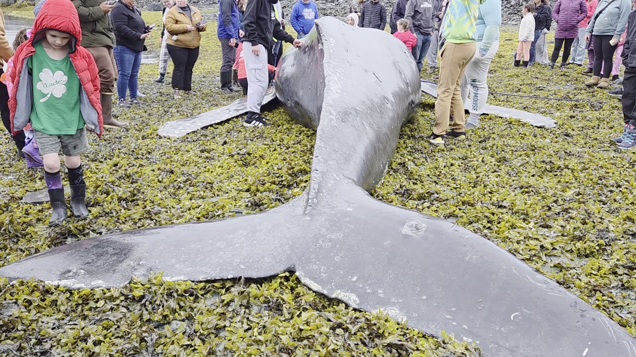 Beached Humpback Calf Found in Valdez, Alaska