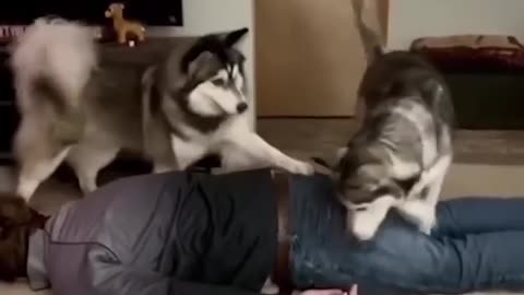 Funny animals 😂😻