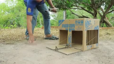 Easy Making Quick Pigeon Trap From Cardboard Box.