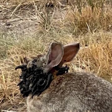 The Jackalope 🐇 #Shorts - Slapped Ham Shorts