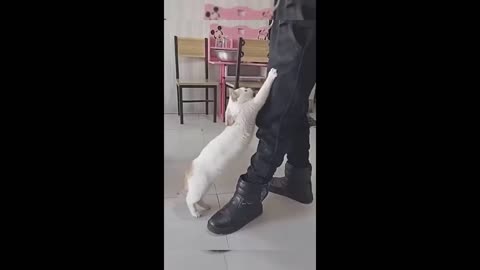 FunnyAnimals video