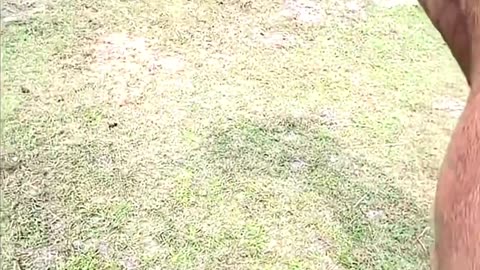 Funny horse scratches #horses #funnyvideo