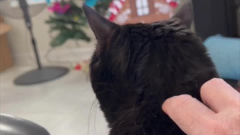 I Had to Pet Cute Precious Piper - My Adopted Shelter Cat Vlog . #shorts