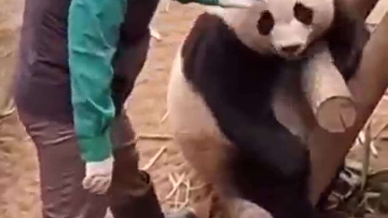 Funny animals