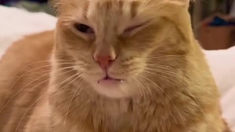 Funny Cat Shorts