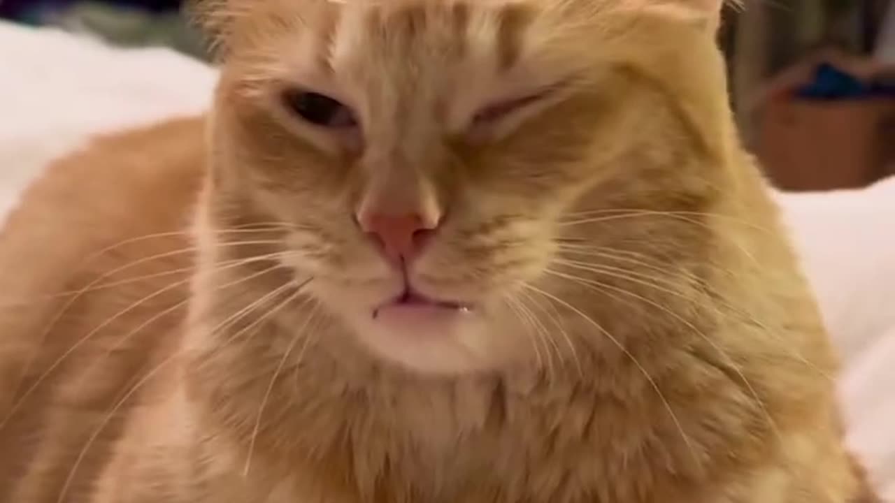 Funny Cat Shorts