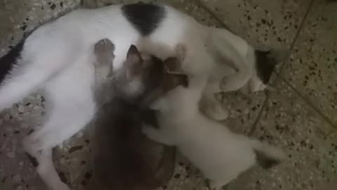 3M TV. Cat Series_ 9. Mom Cat Breastfeeding Baby Kittens. Animal Psychology, Behavior. Cat Kittens.