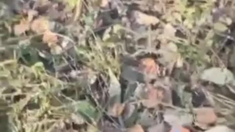 💀🛸 Ukraine Russia War | Russian OMON Lieutenant Colonel Assassinated | RCF