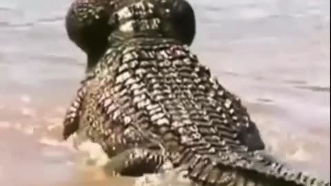 😂🏊‍♂️ EPIC Attempt to Cross the River! | FunFM