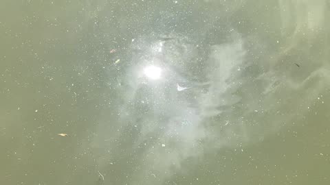 Several carp.