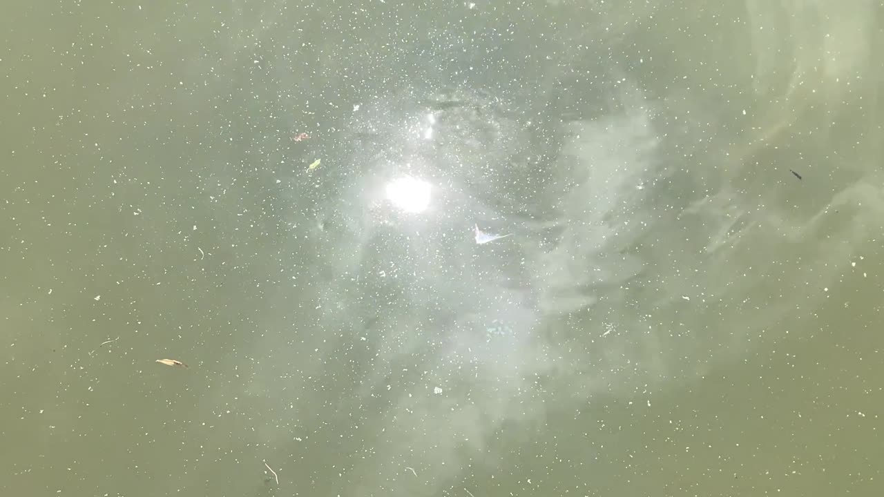 Several carp.
