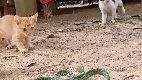 cat lover