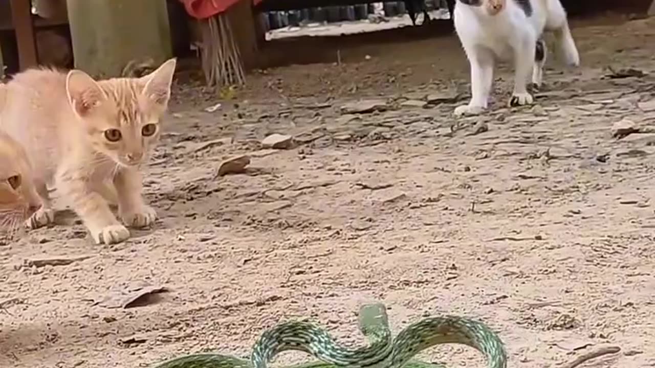 cat lover
