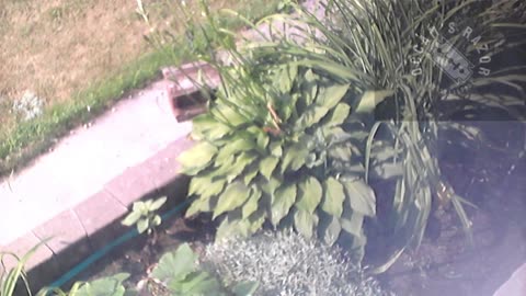 Butch the Sunflower