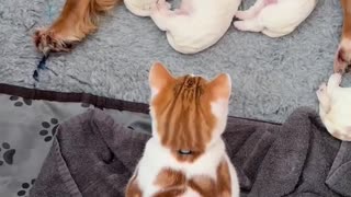 Beautiful Friendship Adorable Dog Cute Cat