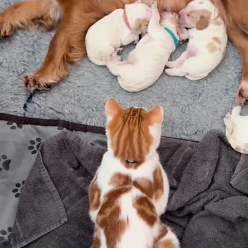 Beautiful Friendship Adorable Dog Cute Cat