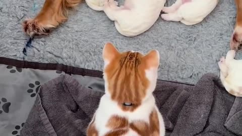 Beautiful Friendship Adorable Dog Cute Cat