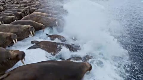 Surviving -71°C: 8,000kg Walrus Haul in the Frozen North | Feeding an Entire Arctic Village