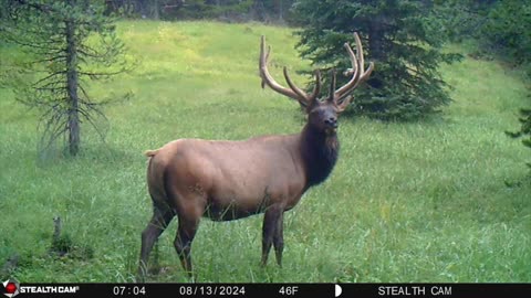 Eastern Oregon Bull Elk