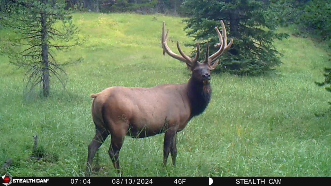 Eastern Oregon Bull Elk