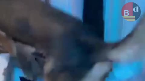 Desarticulada una red criminal vinculada a Black AXE tras estafar millones de euros