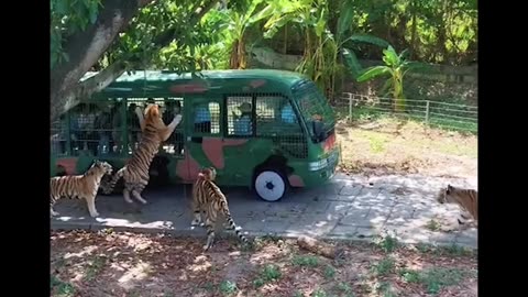 funny animals video