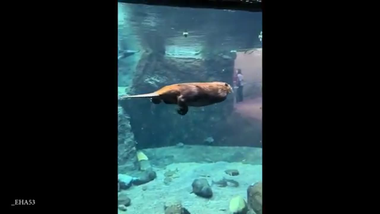 Why are animals this unintentionally funny?! 😂