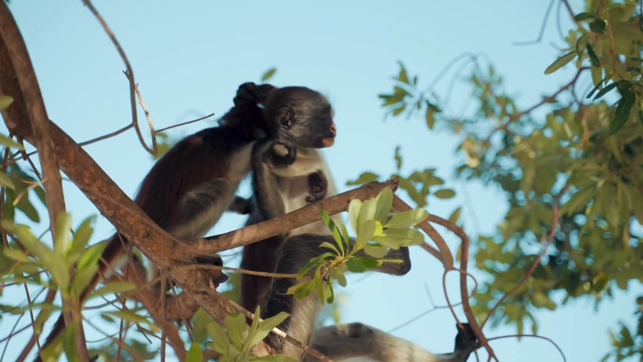 The Amazing World of Monkeys! 🐵🌿 | Mind-Blowing Facts You Didn’t Know!🐵 #monkey