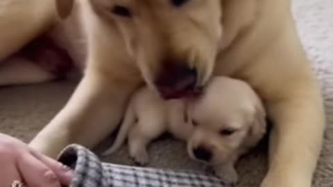 Cute Moms Taking Care of Babies