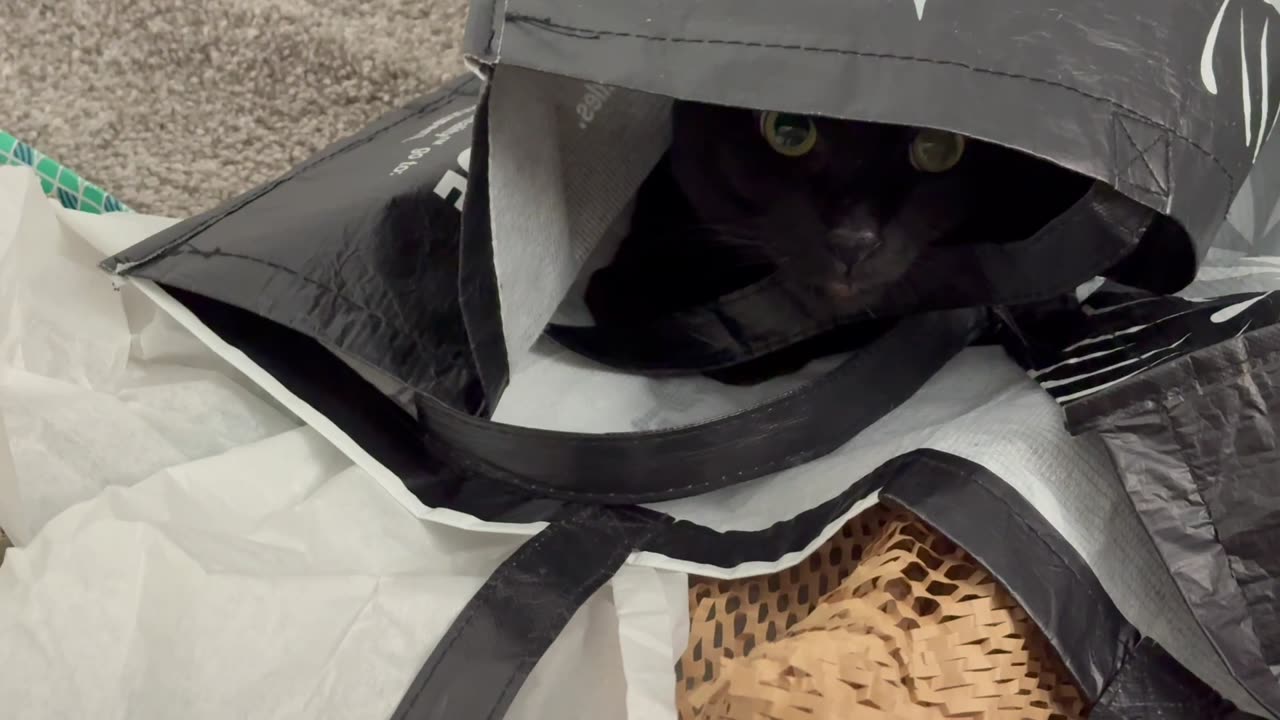 Cute Precious Piper Checks Out the Tote Bag - My Adopted Shelter Cat Vlog