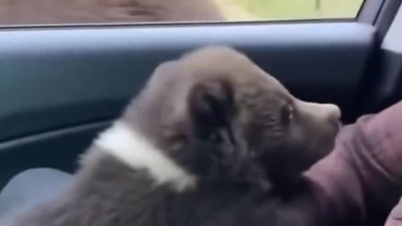 Can't afford it, give it to you! 🐻😅