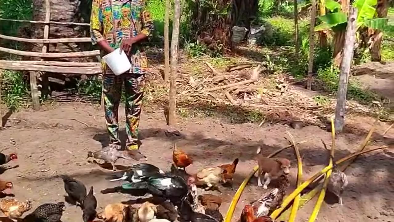 Feeding of fowl