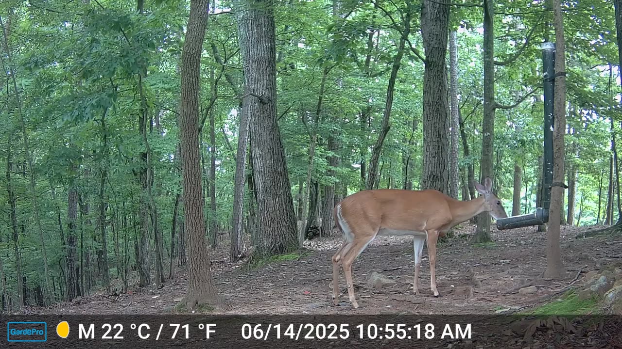 The Woods – 06/15/2025