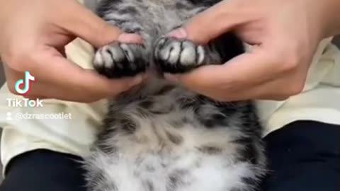 Reckless Cat Dance