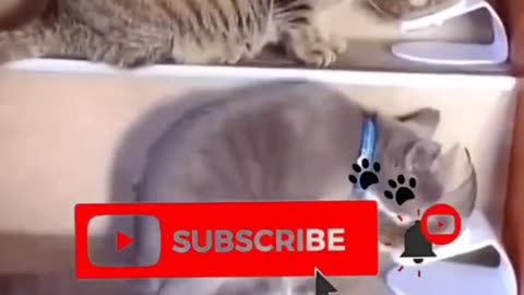 Funny Animal Naps 😴 | You’ll Replay This