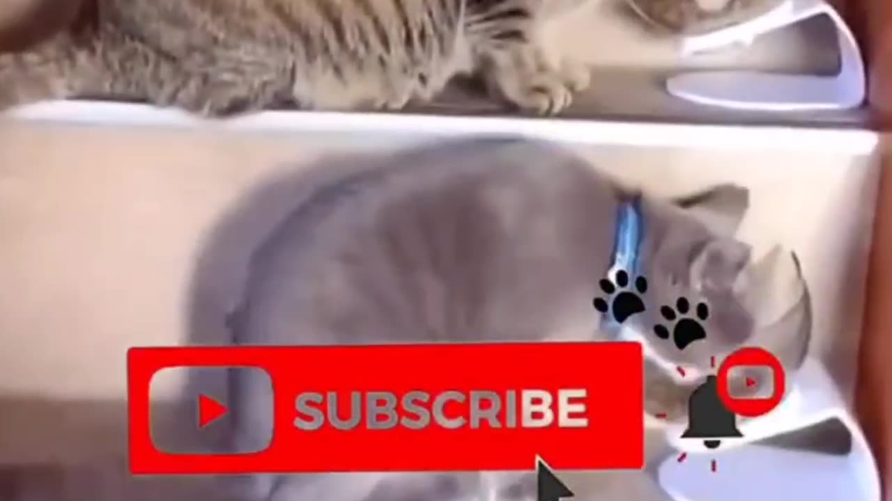 Funny Animal Naps 😴 | You’ll Replay This
