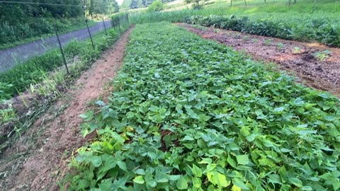 Garden Update July 2025