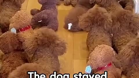 The owner can’t find the real dog #dog #shorts #pets
