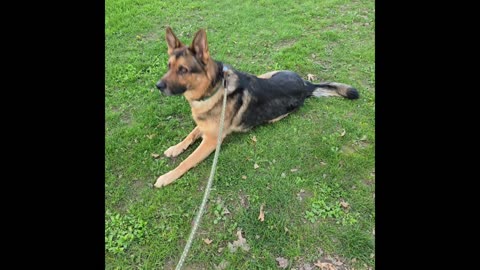 Virgil german shepherd.