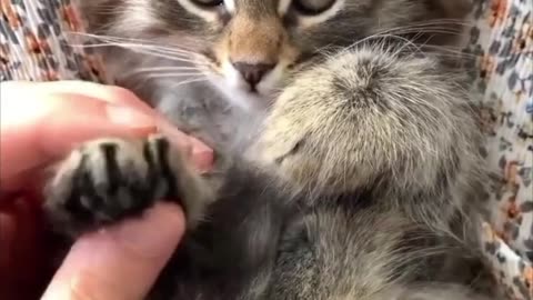 Funny Rabbit cute cat