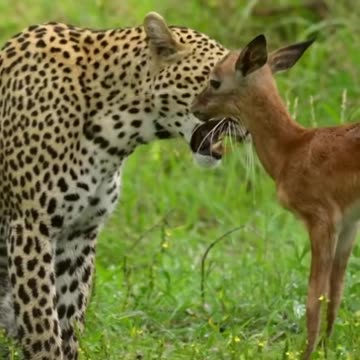 A bittersweet moment was experienced