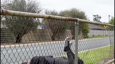 How different animals jump over fence