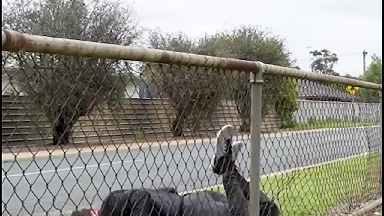 How different animals jump over fence