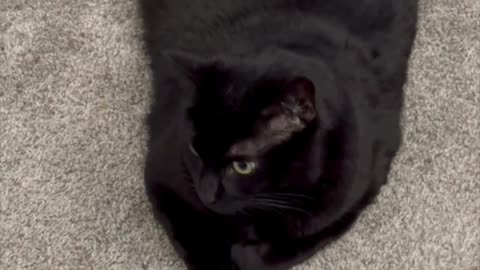Cute Precious Piper Specifies What She Wants Picked Up - Adopting a Cat from a Shelter Vlog #shorts