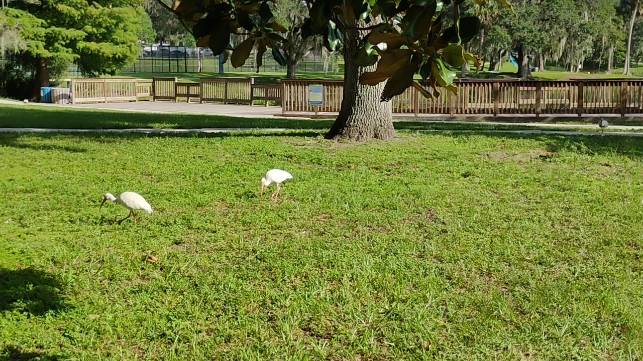 Tuscawilla Park downtown Ocala Florida