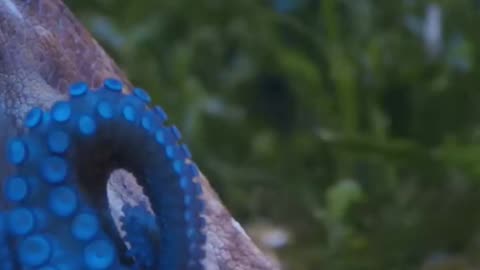 Octopus Has Three Hearts