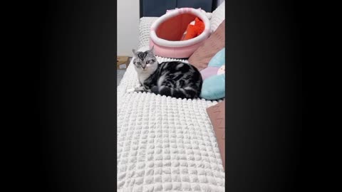 Hilarious Cat Fails & Funny Moments 😹 | Try Not to Laugh!
