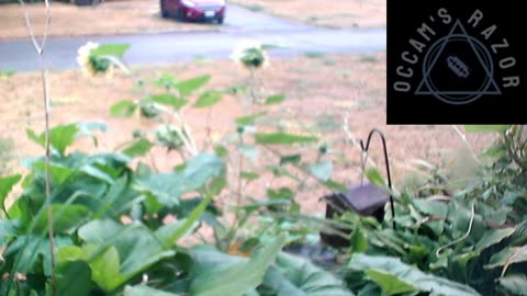 Butch the Sunflower